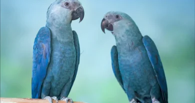 Ararinhas-azuis recapturadas testam positivo para vírus letal