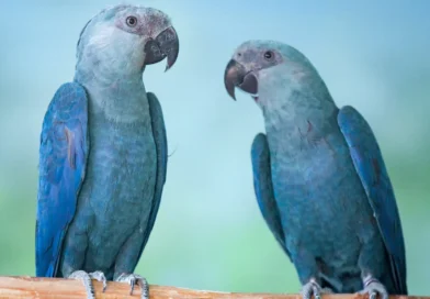Ararinhas-azuis recapturadas testam positivo para vírus letal