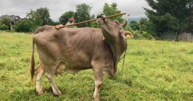 Veronika, a vaca que usa uma vassoura para se coçar. Não acredita? Veja