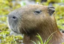 Capivara e anta brasileira, amigas, são sacrificadas em zoo na Inglaterra