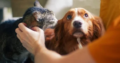 Senado aprova política de proteção a animais resgatados em desastres