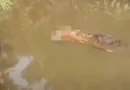 Crocodilo de 6 metros é visto carregando corpo de mulher desaparecida