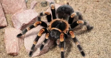 Mulher esquece-se de caixa com 20 tarântulas vivas em trem na Alemanha