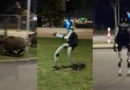 Robô persegue javalis à noite e vídeo viraliza nas redes; veja