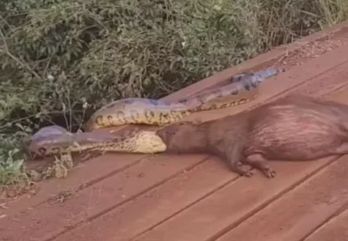 Sucuri arrasta capivara pela cabeça às margens de córrego em MS; vídeo