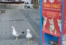 Gaivota aprende a miar para conseguir comida de gato; vídeo