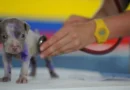 Lei torna crime exercício ilegal da medicina veterinária 