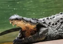 Homem é preso suspeito de jogar criança aos crocodilos na Inglaterra