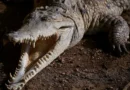 Homem é preso após menino de 3 anos cair dentro de habitat de crocodilos