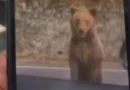 Turista tenta alimentar urso na Romênia e é atacado: “Um erro”