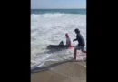 Homem pesca tubarão-branco e devolve-o ao mar; vídeo