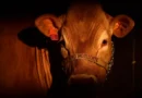 Governo atribui a empresas veto da UE à carne brasileira