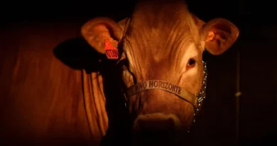 Governo atribui a empresas veto da UE à carne brasileira