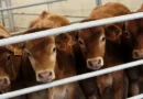 Empresários admitem risco do Brasil deixar de exportar carne para a UE