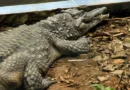 Menino atacado por crocodilo já passou por 5 cirurgias e precisa de mais