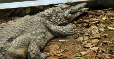 Menino atacado por crocodilo já passou por 5 cirurgias e precisa de mais
