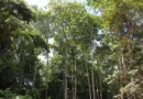 Amazônia tem menor índice de desmatamento para o 1º semestre em uma década