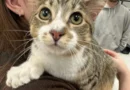 Gato com 28 dedos entra para o Guinness aos 10 meses; veja que fofura