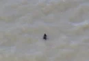 Cão desaparecido há semanas é resgatado enquanto nadava nos EUA; veja