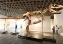 Gus, um dos maiores T-Rex, foi vendido por valor recorde: 255 milhões