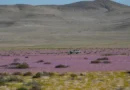 Chuva de quatro anos cai em quatro dias no deserto mais seco do mundo