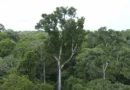 Desmatamento tem novo recorde mínimo em 2025 na mata atlântica e no pampa