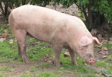 Morre porco clonado em projeto da USP para transplante de órgãos em humanos