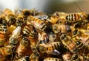 Brasil terá de provar à UE que não usa antibióticos para engordar abelhas