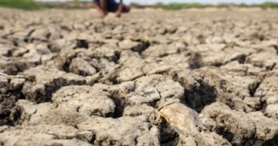 Empresas projetam perdas com efeitos do El Niño, mas algumas veem ganhos