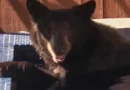 Urso-negro invade hidromassagem de casa e é filmado nos EUA