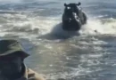 “Assustador”: Hipopótamo persegue barco com turistas em Botsuana