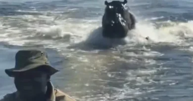 “Assustador”: Hipopótamo persegue barco com turistas em Botsuana