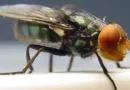 Larva que devora tecido vivo já infectou mais de 500 pessoas no México
