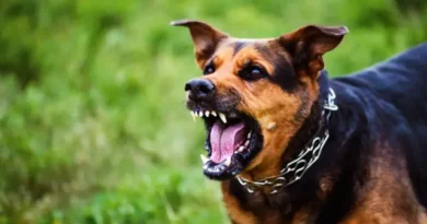 Homem morre após ataque de três cães dentro de casa em Juiz de Fora