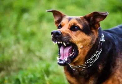 Homem morre após ataque de três cães dentro de casa em Juiz de Fora