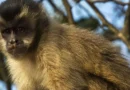 Visitante atrai macaco-prego com planta e o derruba com tapa em SC
