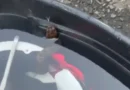 Jovem fica quase 1 hora com cobra venenosa escondida dentro do capacete
