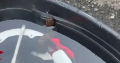Jovem fica quase 1 hora com cobra venenosa escondida dentro do capacete