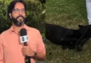 Cachorro perdido invade reportagem ao vivo da Globo e é reconhecido e resgatado por tutora