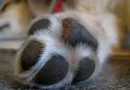 Seu cão lambe muito as patas? 5 causas que vão além da ‘mania’