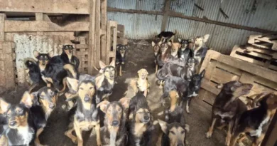 Mais de 100 cães são resgatados de “horror” na França