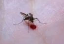 Aedes aegypti: quase metade dos municípios está em alerta ou risco