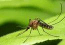 Anvisa libera testes em humanos de vacina brasileira contra malária