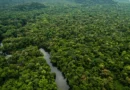 Amazônia e cerrado têm menor desmatamento já registrado