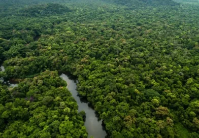 Amazônia e cerrado têm menor desmatamento já registrado