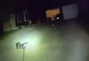 Cão pede ajuda à polícia salvar dono, que ficou caído em casa por 3 horas