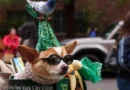 Cães fantasiados invadem Nova York em desfile de Halloween; veja fotos