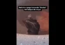 Mulher leva susto ao ver rato ‘tomando banho’ no tanque de casa; assista
